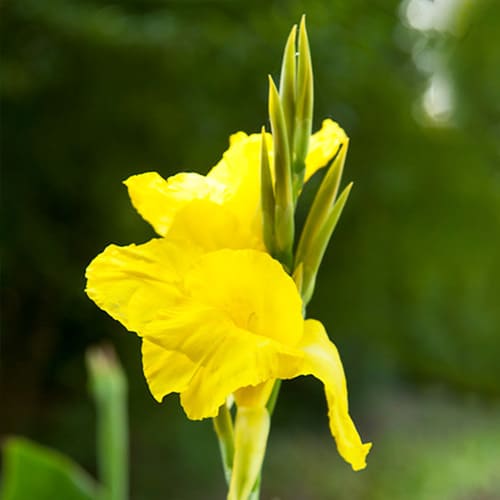 Canna Lily Richard Wallace - for Sale Canna Lily Richard Wallace