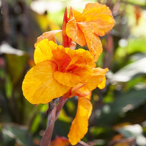 Canna Lily Striata - for Sale Canna Lily Striata