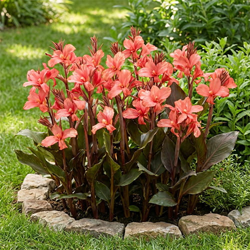 Canna Pink Paradise - for Sale Canna Pink Paradise