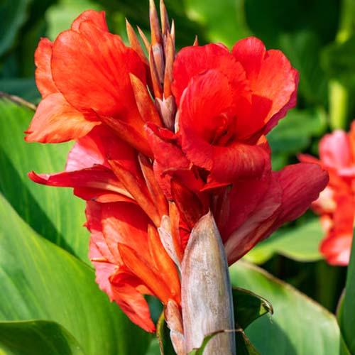 Canna President - for Sale Canna President