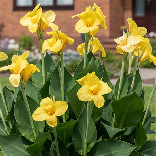 Canna Primrose Yellow - for Sale Canna Primrose Yellow