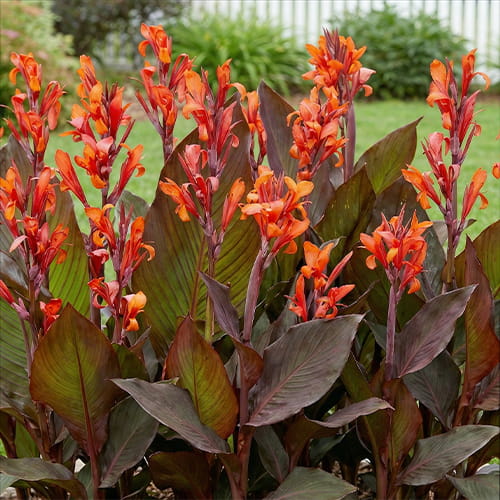Canna Red Stripe - for Sale Canna Red Stripe
