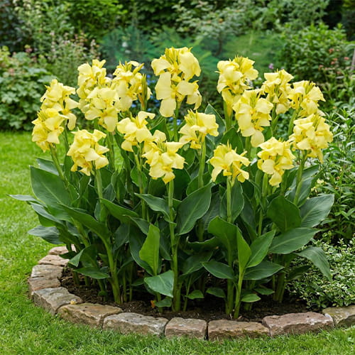 Canna Shining Lemon - for Sale Canna Shining Lemon
