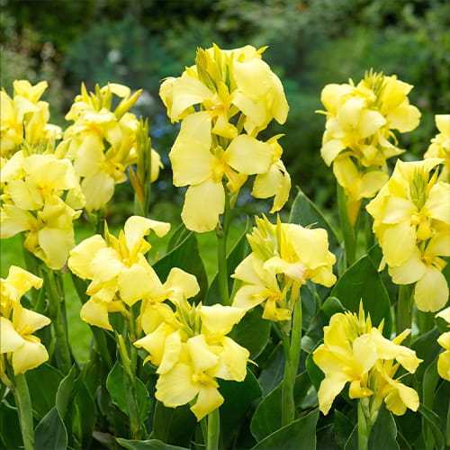 Canna Shining Lemon - for Sale Canna Shining Lemon