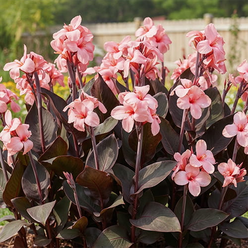 Canna Shining Peach - for Sale Canna Shining Peach