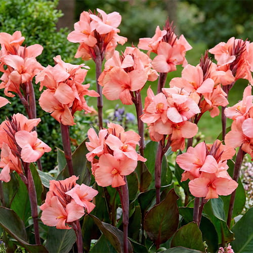 Canna Shining Salmon - for Sale Canna Shining Salmon