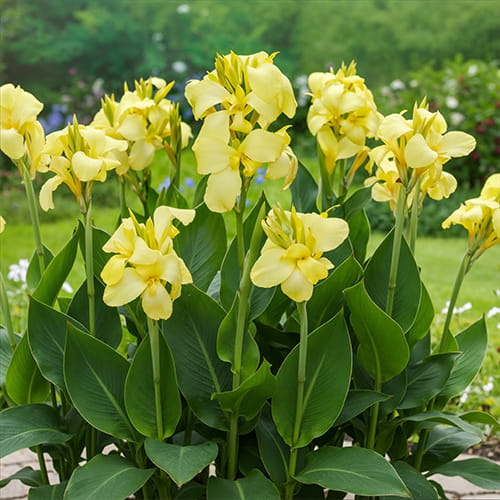 Canna Shining Yellow - for Sale Canna Shining Yellow