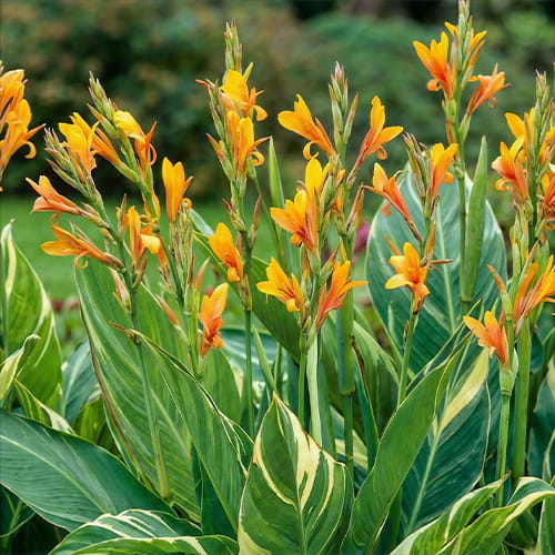 Canna Stuttgart - for Sale Canna Stuttgart