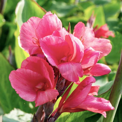 Canna Tirol - for Sale Canna Tirol