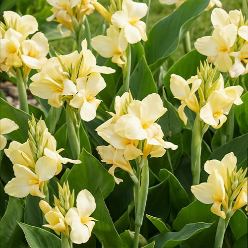 Canna Vanilla Cream - for Sale Canna Vanilla Cream