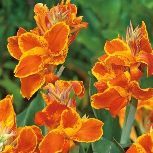 Canna Lily Carnaval