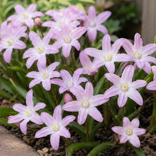 Chionodoxa Forbesii Rosea - for Sale Chionodoxa Forbesii Rosea
