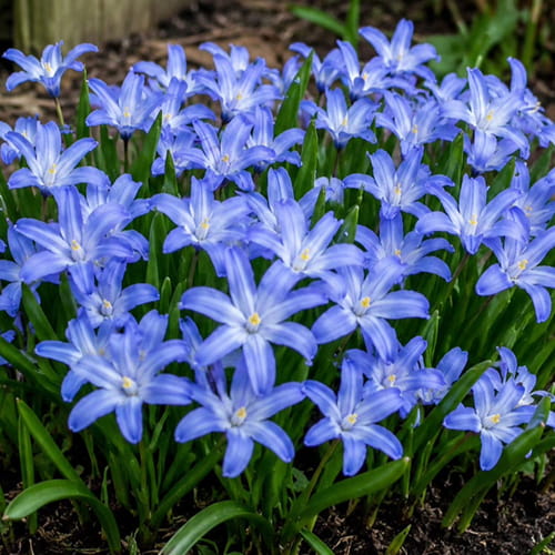 Chionodoxa luciliae - for Sale Chionodoxa luciliae