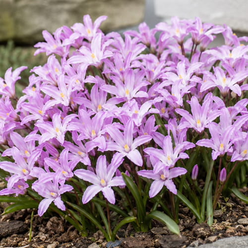Chionodoxa Rosy Queen - for Sale Chionodoxa Rosy Queen