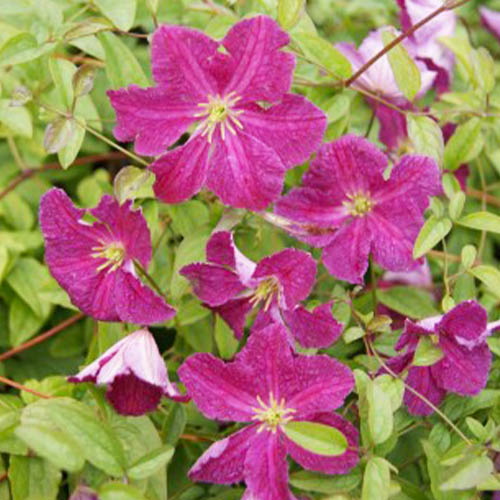 Clematis Abundance (Viticella Group) - for Sale Clematis Abundance (Viticella Group)