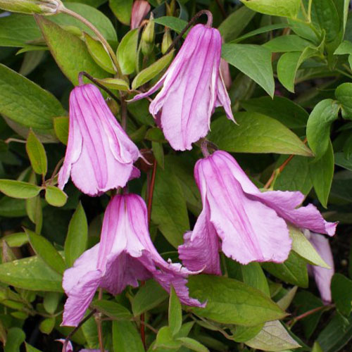 Clematis Aljonushka (Diversifolia Groupe) - for Sale Clematis Aljonushka (Diversifolia Groupe)