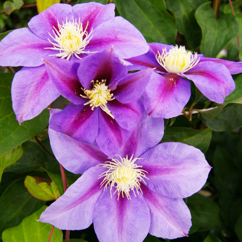 Clematis Barbara Jackman (Patens Group) - for Sale Clematis Barbara Jackman (Patens Group)