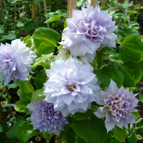 Clematis Belle of Woking (Patens Group) - for Sale Clematis Belle of Woking (Patens Group)
