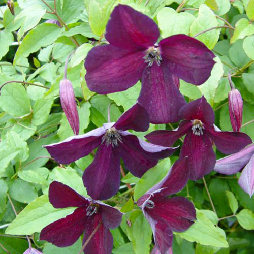 Clematis Black Prince (Viticella Gruppe) - for Sale Clematis Black Prince (Viticella Gruppe)