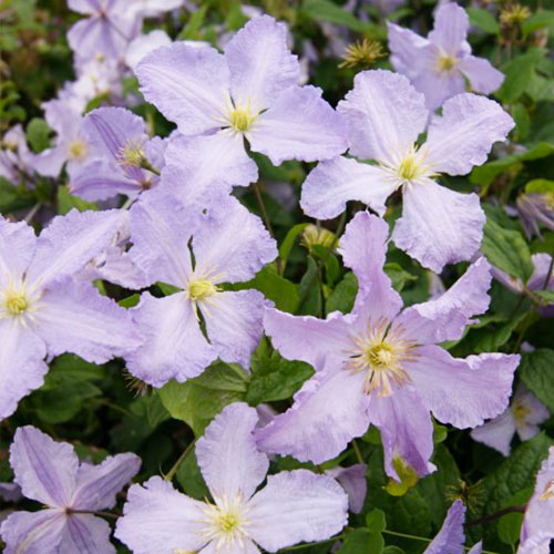 Clematis Blekitny Aniol (Jackmanii Groupe) - for Sale Clematis Blekitny Aniol (Jackmanii Groupe)