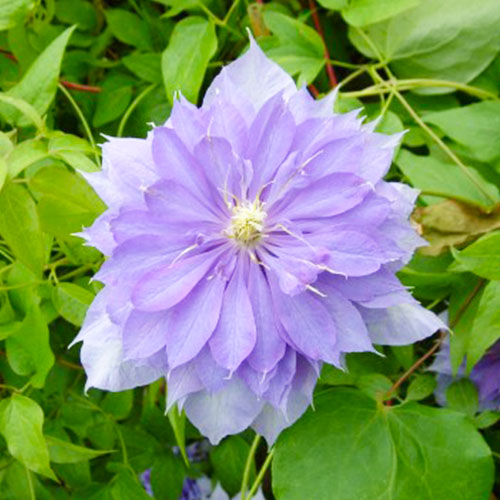 Clematis Countess of Lovelace (Patens Groupe) - for Sale Clematis Countess of Lovelace (Patens Groupe)