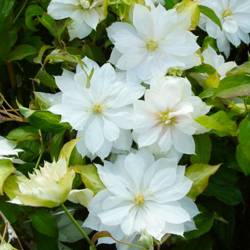 Clematis DANCING DORIEN (Patens Group) - for Sale Clematis DANCING DORIEN (Patens Group)