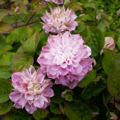 Clematis DANCING SMILE (Patens Group) - for Sale Clematis DANCING SMILE (Patens Group)