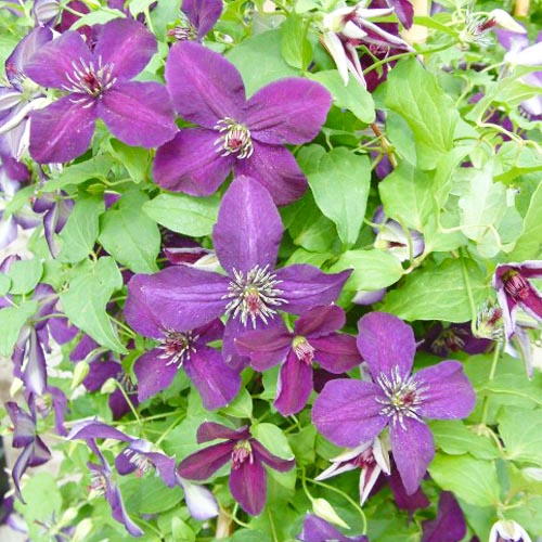 Clematis Dark Eyes (Viticella Gruppe) - for Sale Clematis Dark Eyes (Viticella Gruppe)
