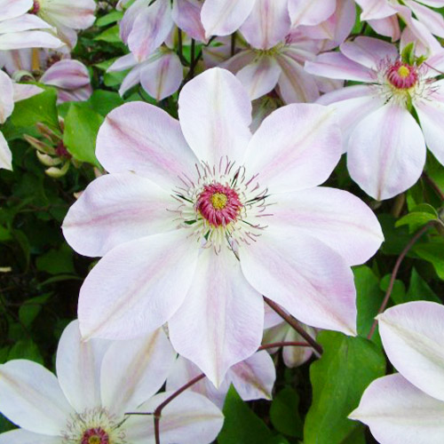 Clematis Dawn (Patens Group) - for Sale Clematis Dawn (Patens Group)