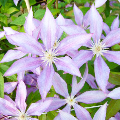 Clematis Dorothy Walton (Patens Group) - for Sale Clematis Dorothy Walton (Patens Group)