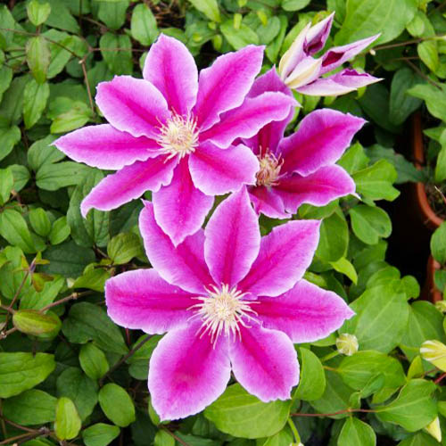 Clematis Dr Ruppel (Patens Group) - for Sale Clematis Dr Ruppel (Patens Group)