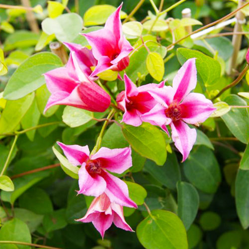 Clematis Duchess of Albany (Texensis Group) - for Sale Clematis Duchess of Albany (Texensis Group)