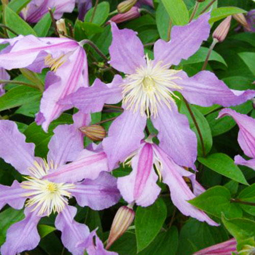 Clematis EAST RIVER (Diversifolia Group) - for Sale Clematis EAST RIVER (Diversifolia Group)