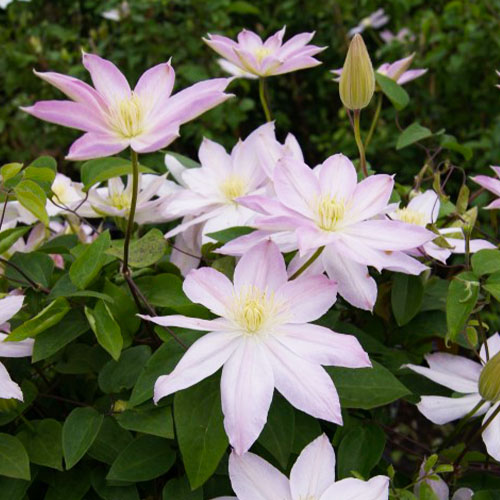Clematis Etoile Nacree (Patens Gruppe) - for Sale Clematis Etoile Nacree (Patens Gruppe)