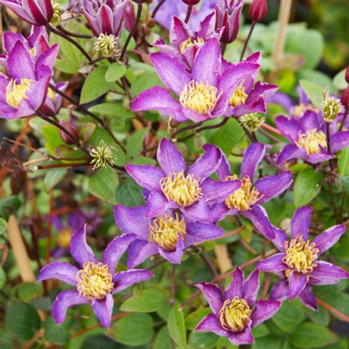 Clematis EXCITING (Patens Group) - for Sale Clematis EXCITING (Patens Group)