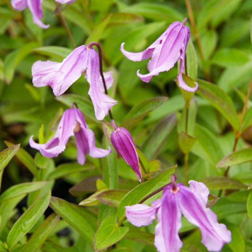 Clematis Floris V (Integrifolia Group) - for Sale Clematis Floris V (Integrifolia Group)