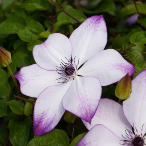 Clematis Fond Memories (Florida Gruppe) - for Sale Clematis Fond Memories (Florida Gruppe)