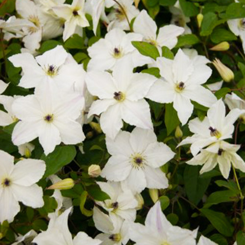 Clematis FOREVER FRIENDS (Jackmanii Group) - for Sale Clematis FOREVER FRIENDS (Jackmanii Group)