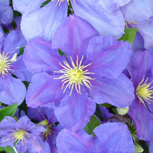 Clematis General Sikorski (Patens Group) - for Sale Clematis General Sikorski (Patens Group)