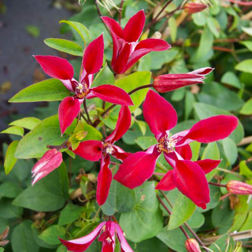 Clematis Gravetye Beauty (Texensis Gruppe) - for Sale Clematis Gravetye Beauty (Texensis Gruppe)