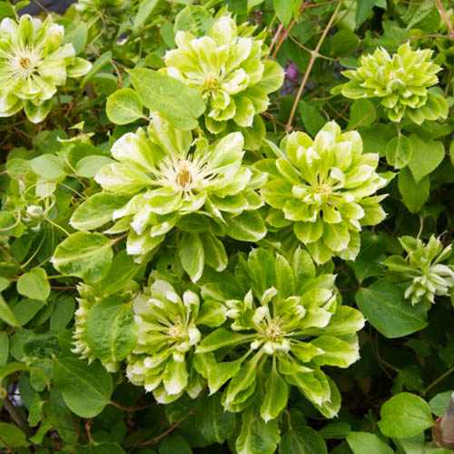 Clematis GREEN PASSION (Patens Gruppe) - for Sale Clematis GREEN PASSION (Patens Gruppe)