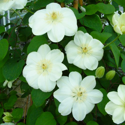 Clematis Guernsey Cream (Patens Group) - for Sale Clematis Guernsey Cream (Patens Group)