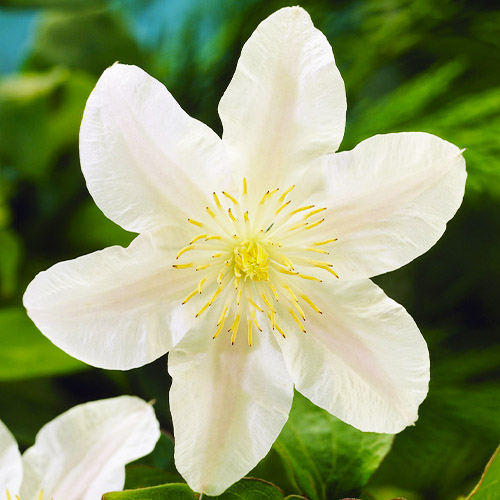 Clematis Guernsey Cream (Patens Group) - for Sale Clematis Guernsey Cream (Patens Group)