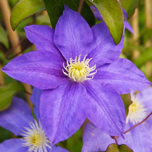 Clematis H.F. Young (Patens Gruppe) - for Sale Clematis H.F. Young (Patens Gruppe)