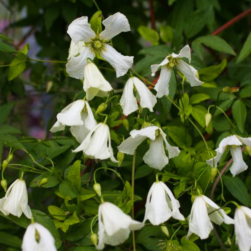 Clematis Hagelby White (Viticella Gruppe) - for Sale Clematis Hagelby White (Viticella Gruppe)