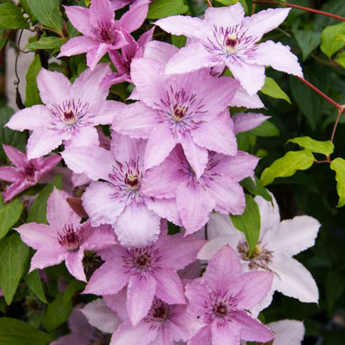 Clematis Hagley Hybrid (Patens Group) - for Sale Clematis Hagley Hybrid (Patens Group)