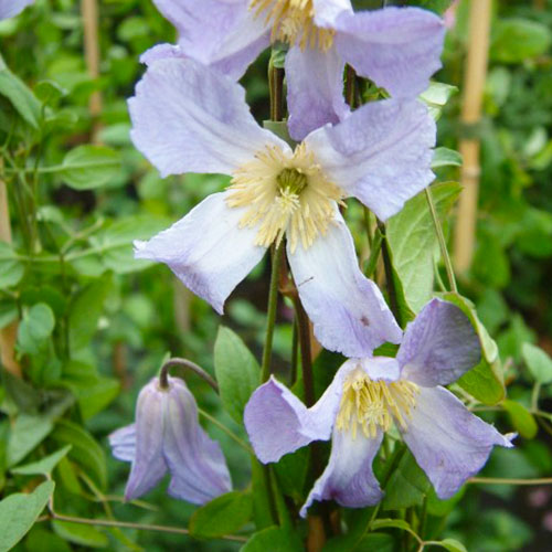 Clematis Hanna (Viticella Group) - for Sale Clematis Hanna (Viticella Group)