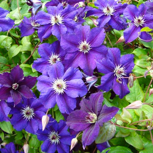 Clematis HAPPY BIRTHDAY (Jackmanii Gruppe) - for Sale Clematis HAPPY BIRTHDAY (Jackmanii Gruppe)