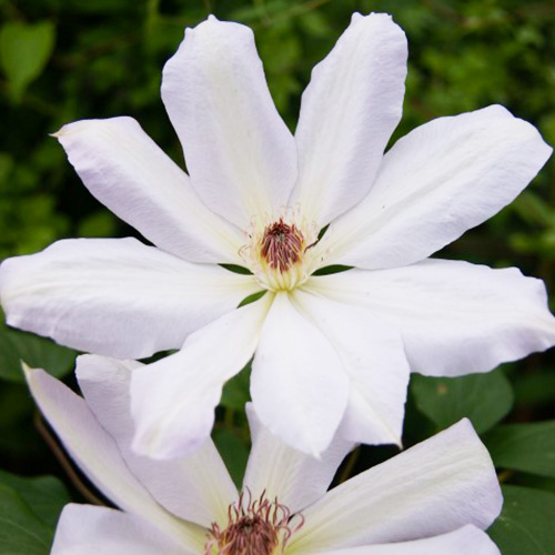 Clematis Henryi (Patens Group) - for Sale Clematis Henryi (Patens Group)
