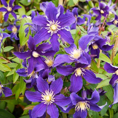 Clematis HUDSON RIVER (Diversifolia Group) - for Sale Clematis HUDSON RIVER (Diversifolia Group)